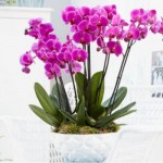 orhideje-cvjetaju