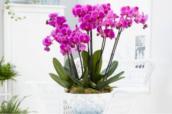 orhideje-cvjetaju