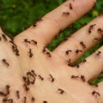 mravi-ruka