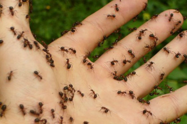 mravi-ruka
