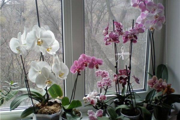 prelijepe-orhideje